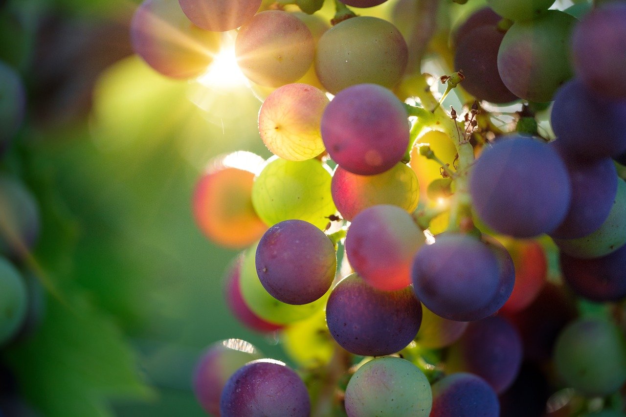 Malayer’s Grapes has now received global recognition and standard thanks to the local university and the experts’ agricultural research and development efforts. 