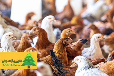 There is no Avian Influenza in Iran - according to Iran’s veterinary director.
