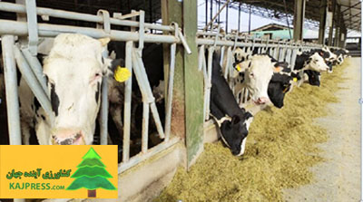 Investment in purchase of 10 thousand “Heavy Livestock” to address the farm cogestions as well as supporting the supply of internal beef poultry