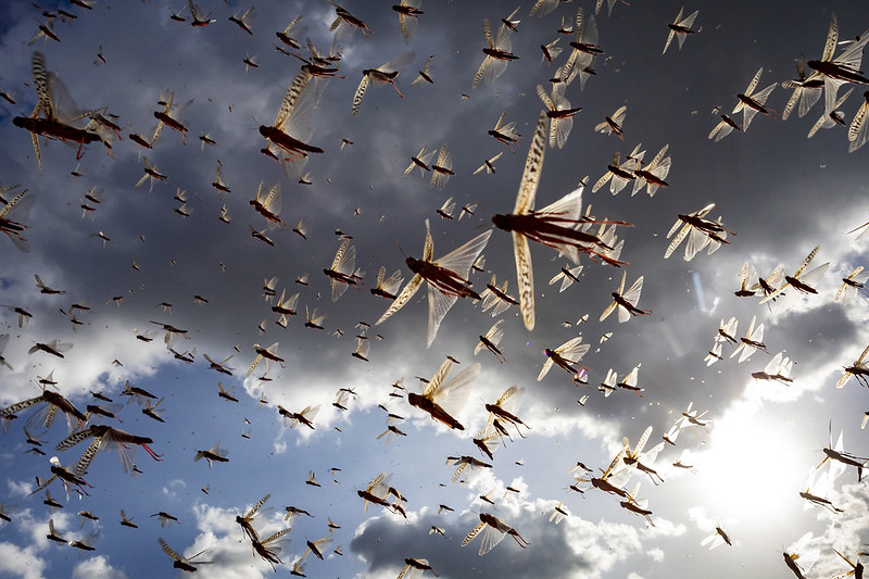 Agriculture In Iran: Iran’s agricultural department ( Ministry of Agriculture -  Jihad ) is formulating a large-scale strategy to combat the swarms of desert locusts’ attack.  