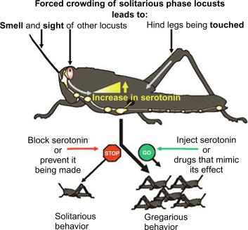 iranianagriculturalnewsagency.com Iran’s agricultural department ( Ministry of Agriculture - Jihad ) is formulating a large-scale strategy to combat the swarms of desert locusts’ attack.