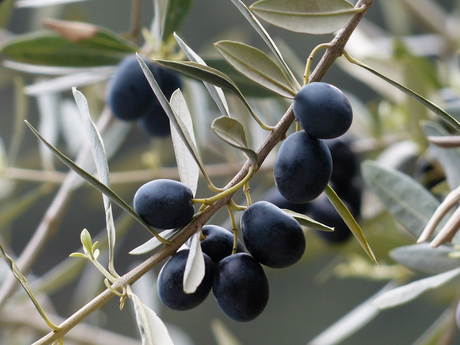 Improvement of 11.7 thousand hectares of olive groves with financial support of 250 billion Rials ($ 5.9 million) in 2020 