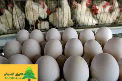 اخبار-کشاورزی-هدف‌گذاری-امسال-برای-تولید۱-۴میلیون-تن-تخم‌مرغ