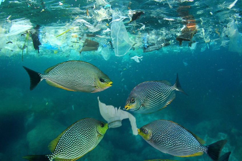 iranian agricultural news agency: in fishmeal: A growing concern Microplastics in fishmeal: A growing concern