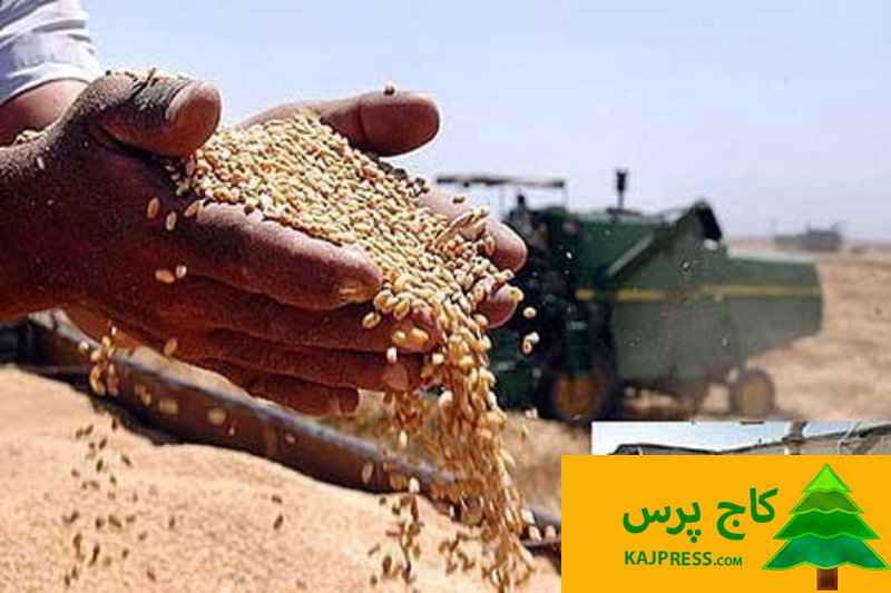 افزایش مشروط نرخ خرید تضمینی گندم هزار تومان جایزه به گندمکاران در ازای تحویل سریع