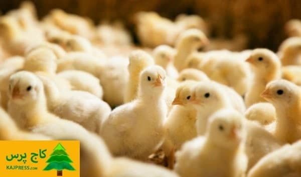? ارز واردات جوجه ۴۲۰۰ تومانی شد